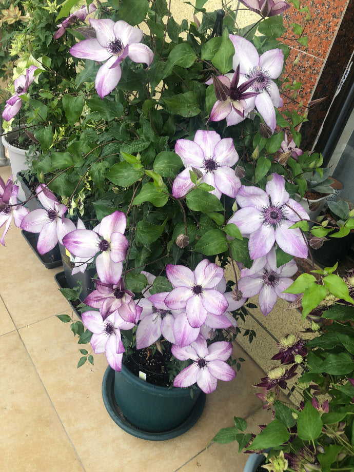 Clematis ‘’Fond Memories|美好回忆‘’
