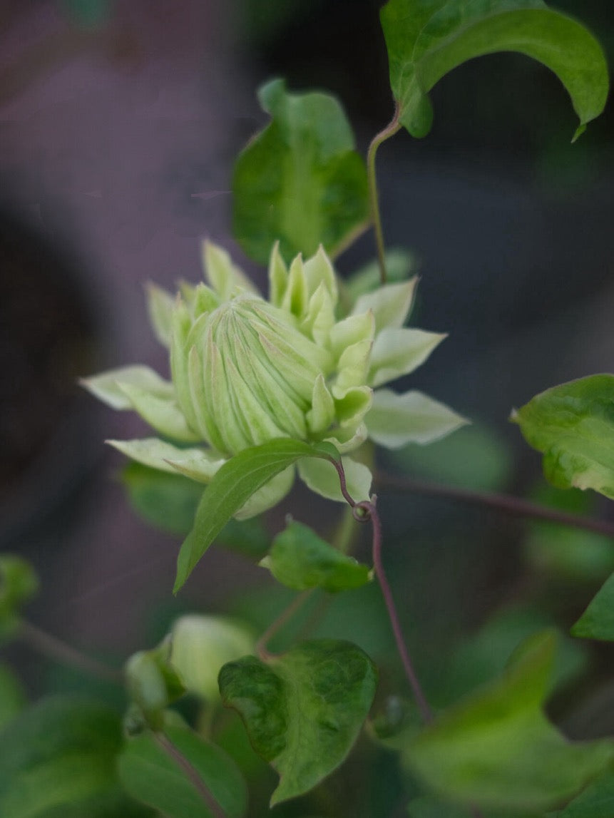 Clematis ‘’Shiko Yukiokoshi|ゆきおこし|雪妆‘’