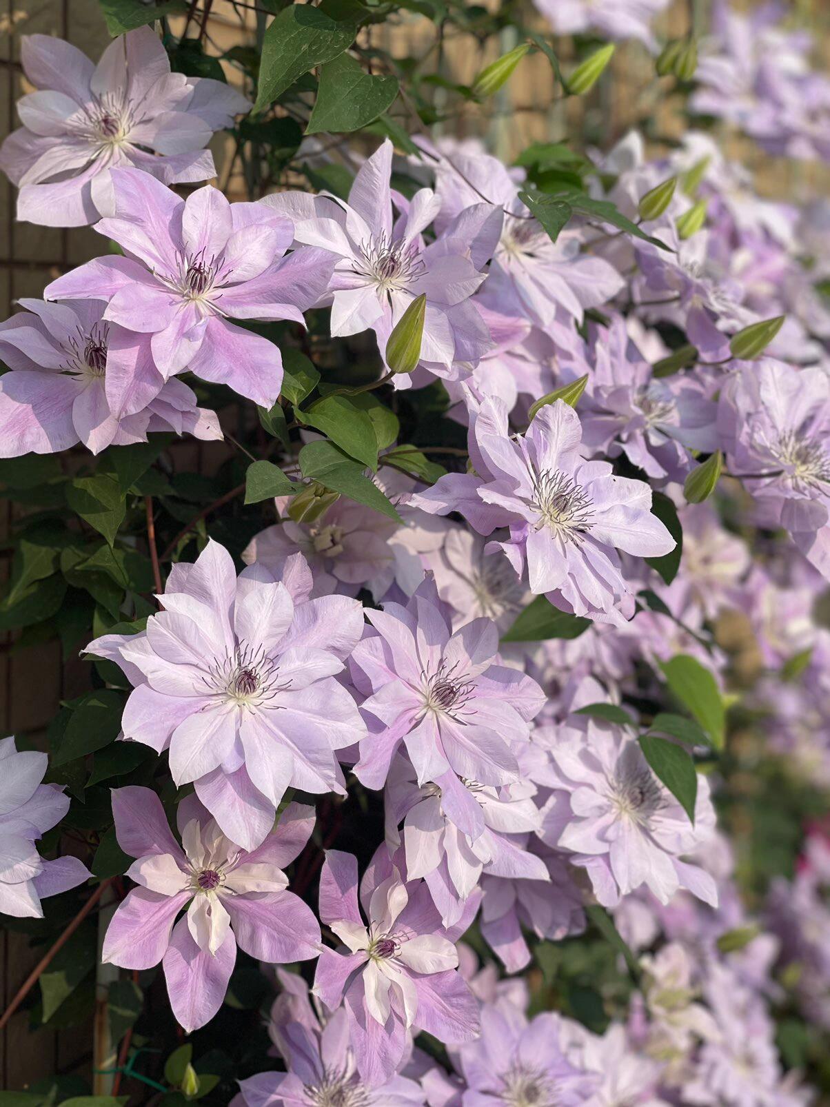 Clematis ‘’Reflections|倒影‘’