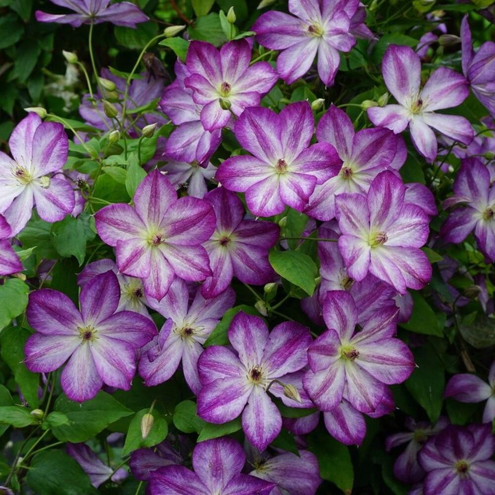 Clematis ‘’Pernille| 佩莱尼‘’