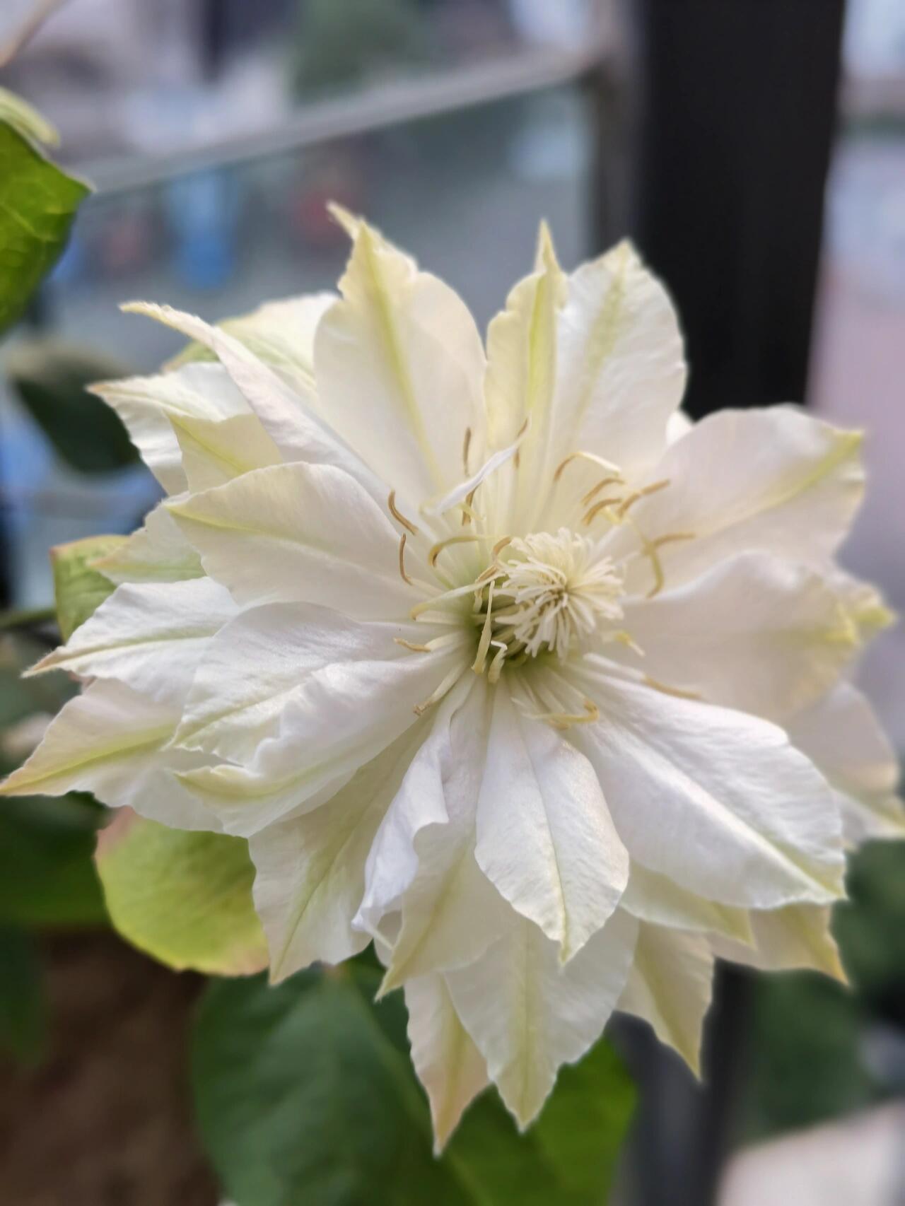 Clematis ‘’Midori |美登利 ‘’