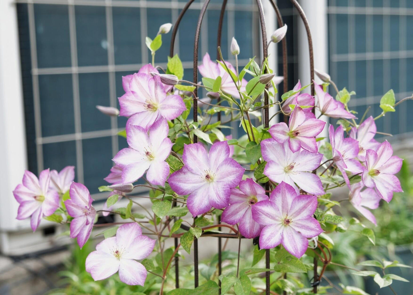 Clematis ‘’Pernille| 佩莱尼‘’