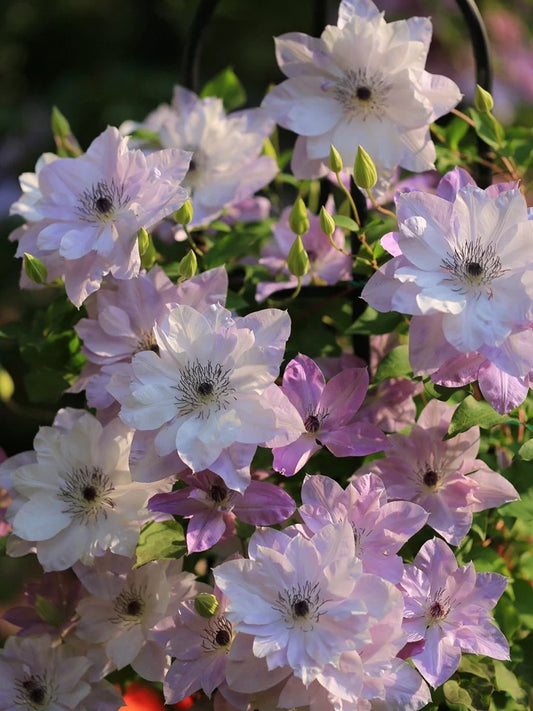 Clematis 'Reflections' / 倒影