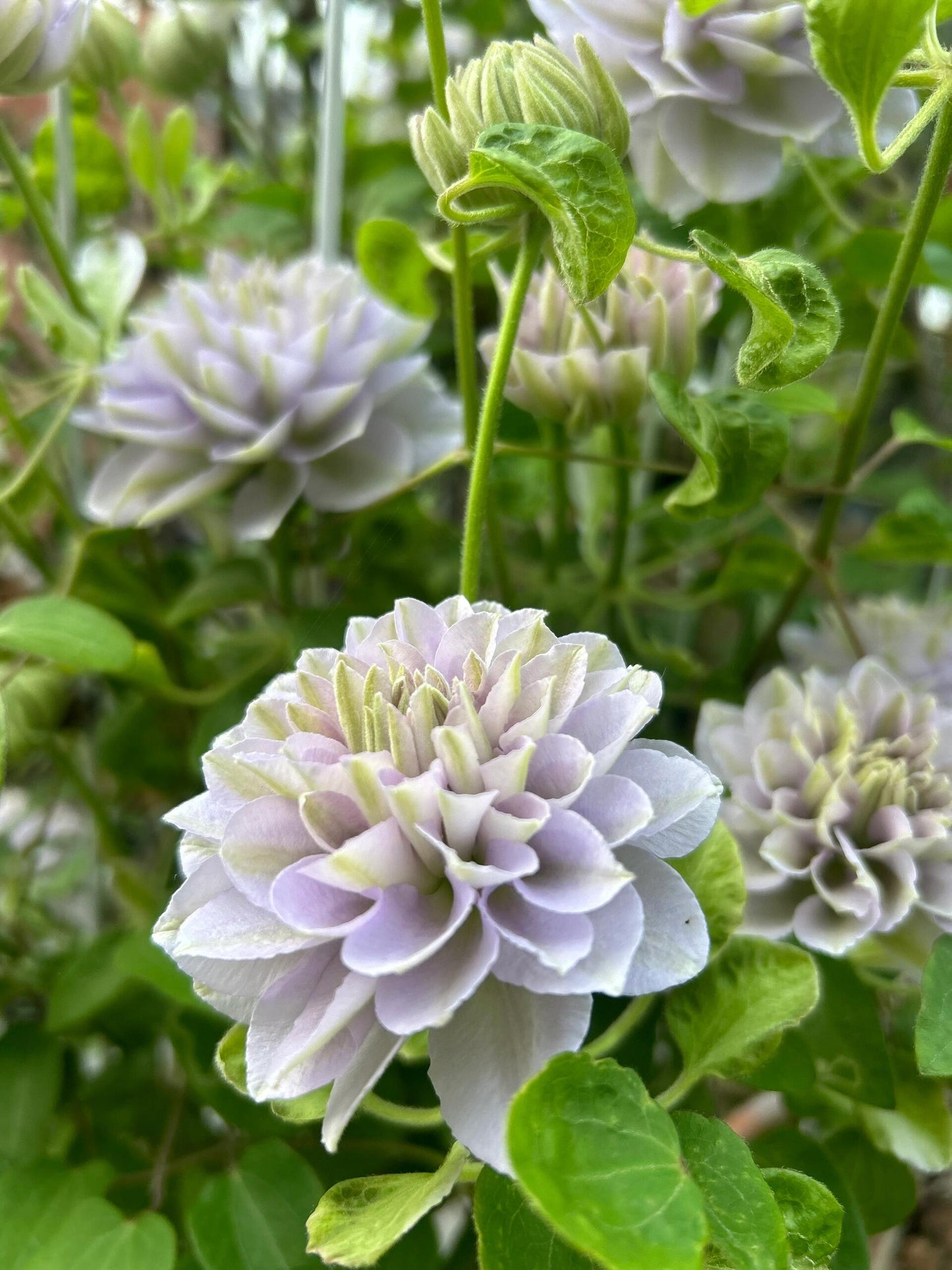 Clematis ''Ruriokoshi |ルリオコシ| 琉璃''