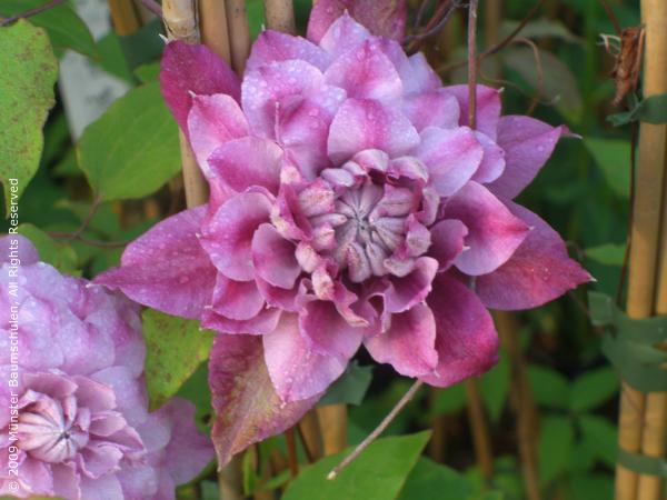 Clematis ‘’Patricia Ann Fretwel|帕特丽夏‘’