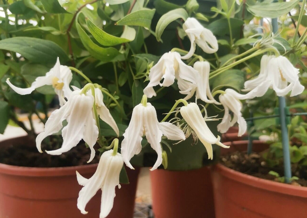 Jasmine Clematis ''Hakuree | ハクレイ| 白麗| 哈库里''