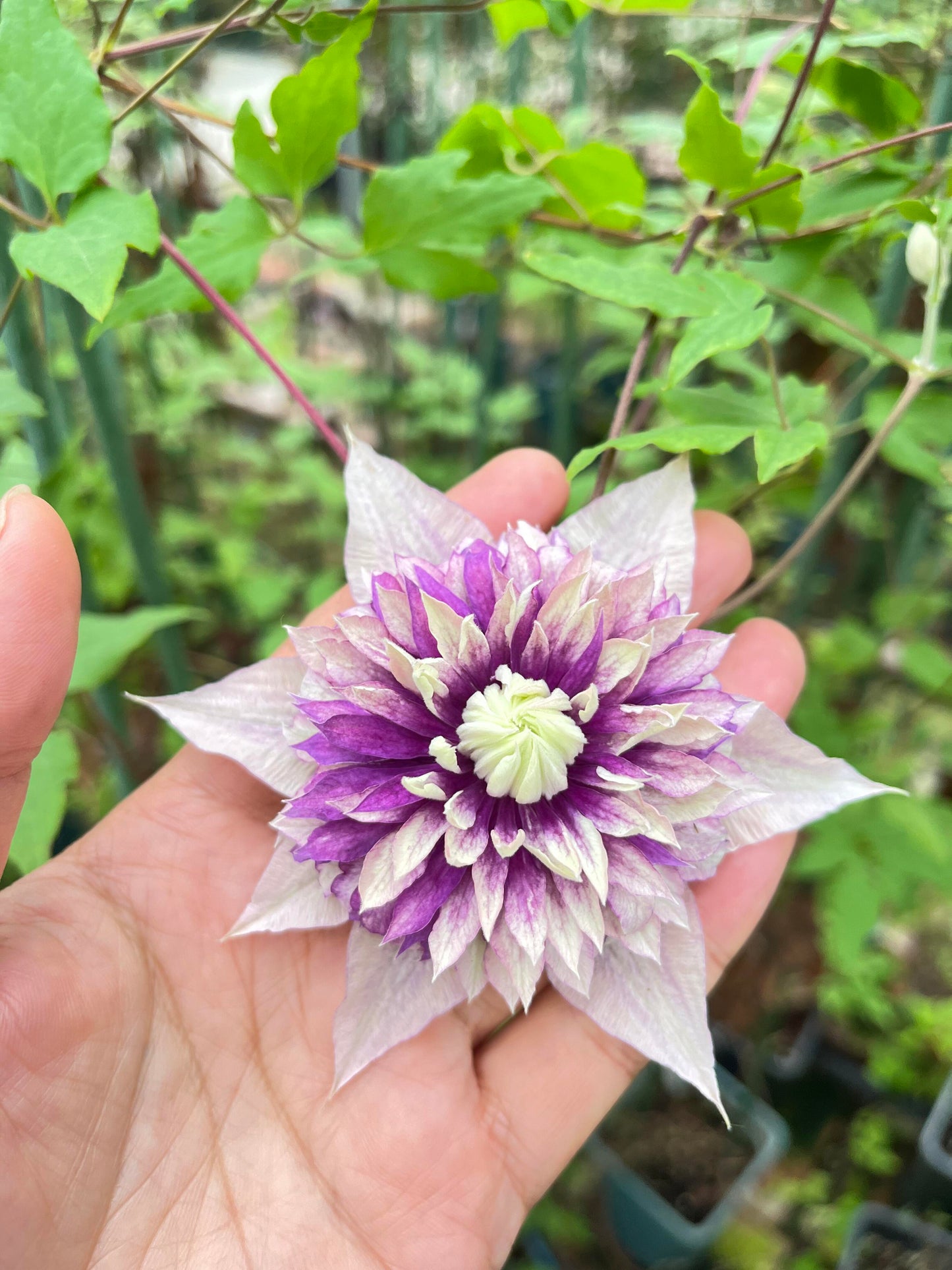 Clematis ‘’Sorcerer |Mage| 魔法师‘’ U.S Exclusive