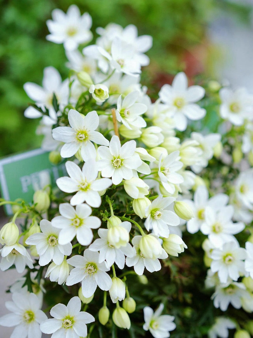 Clematis ‘’Joe|银币‘’