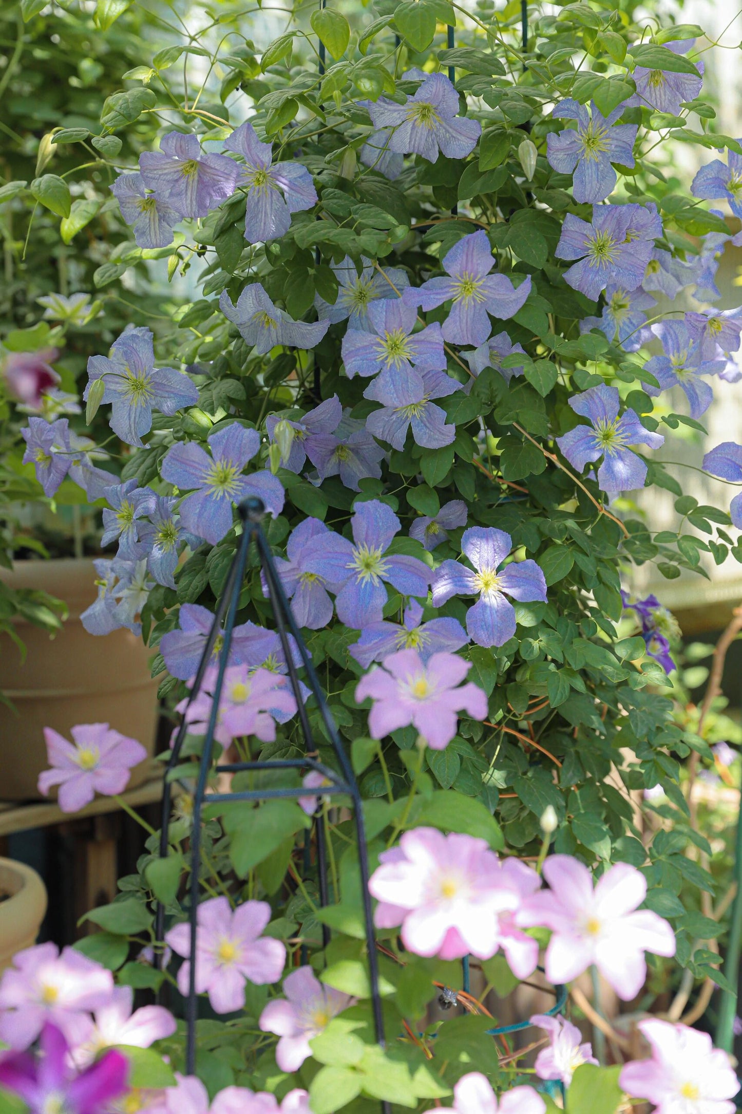 Clematis ‘’Emilia Plater|艾米丽花盘‘’