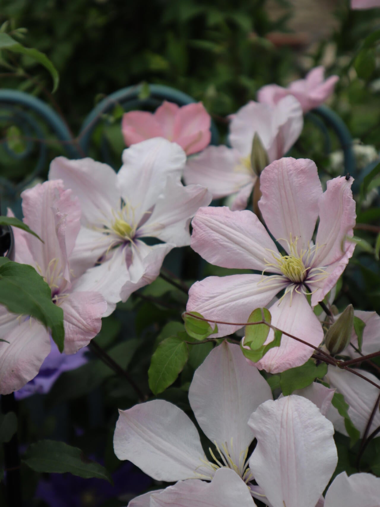 Clematis ‘’Ai-nor|爱诺露‘’