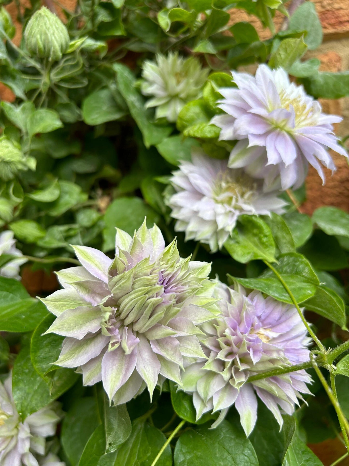 Clematis ‘’Belle of Woking|ベルオブウォーキング| 沃金美女‘’