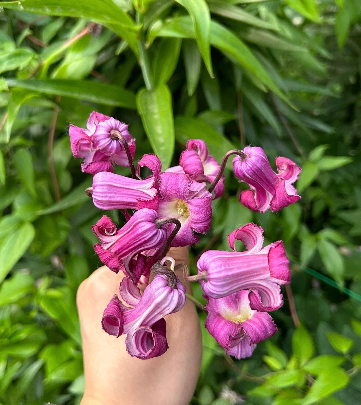 Clematis ‘’Princess Red| 绯红公主‘’