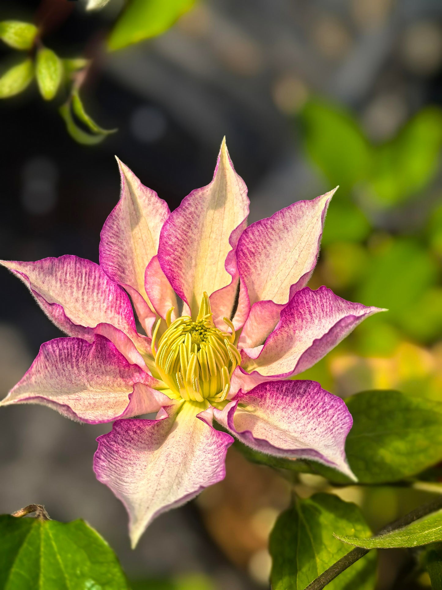 Clematis ''八つ橋|Yatsuhashi |八桥''