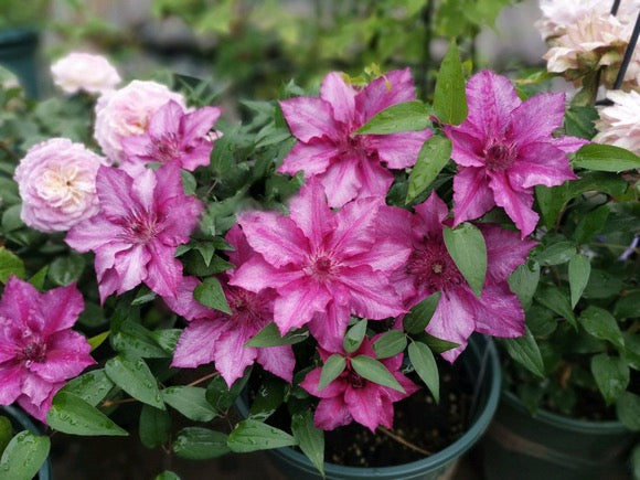 Dwarf Clematis ‘’Luiza|ルイーザ|路易莎‘’