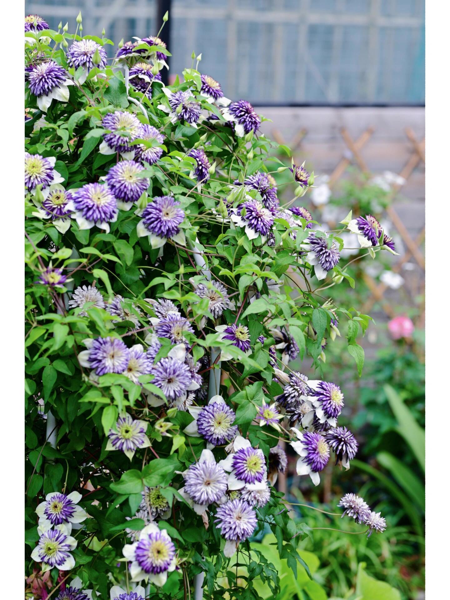 Clematis ‘’New Viennetta|千层雪| 新幻紫‘’