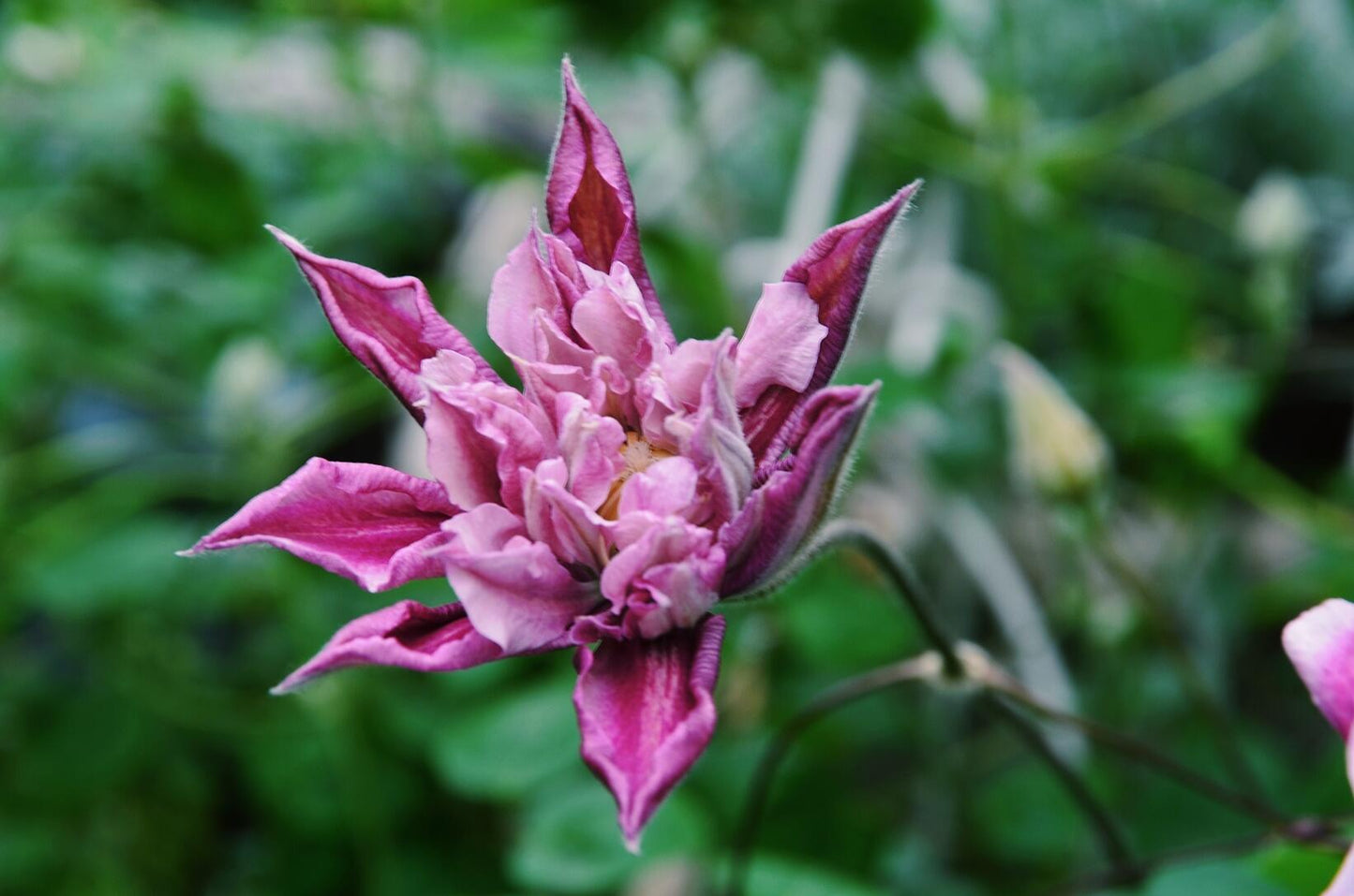 Clematis ‘’Patricia Ann Fretwel|帕特丽夏‘’