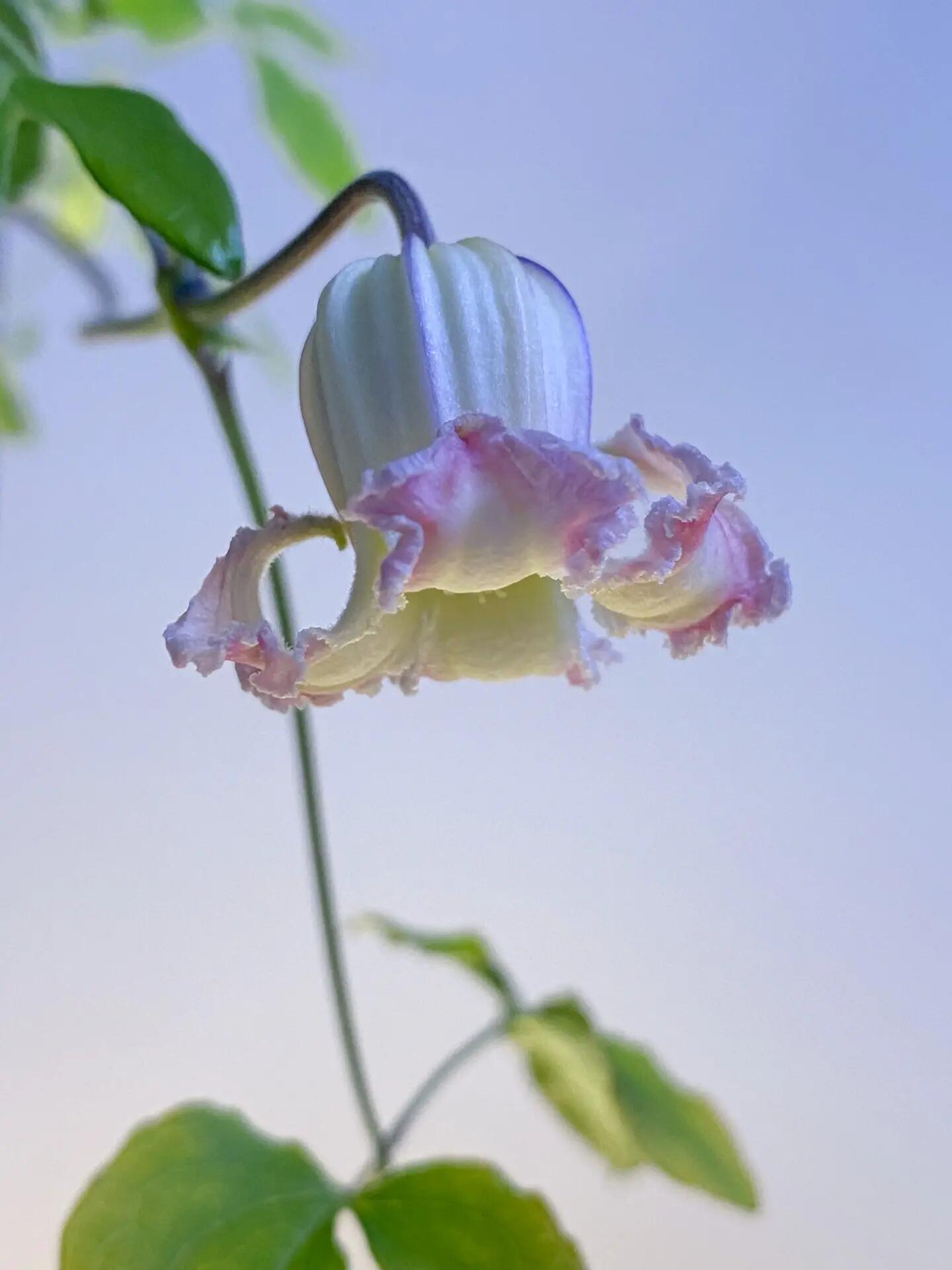 Pink Octopus Clematis ‘’Last Whisper|最後の囁き| 最后的轻语| タコクレマチス‘’ - US Exclusive