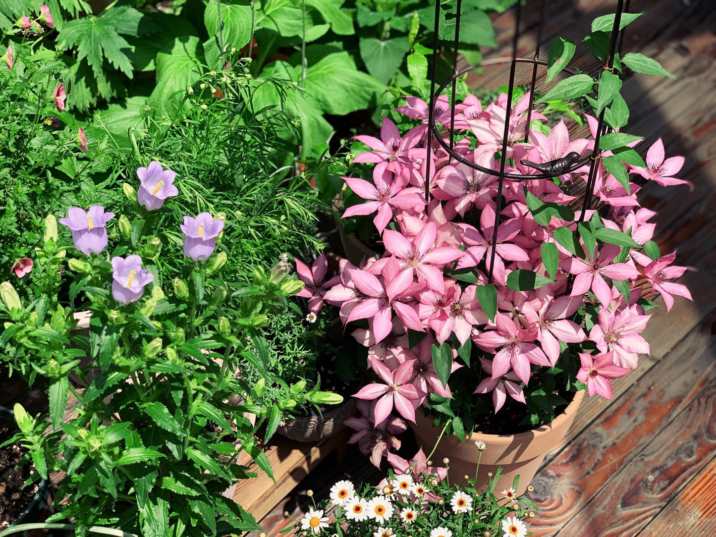 Clematis ''Giselle |吉赛尔''