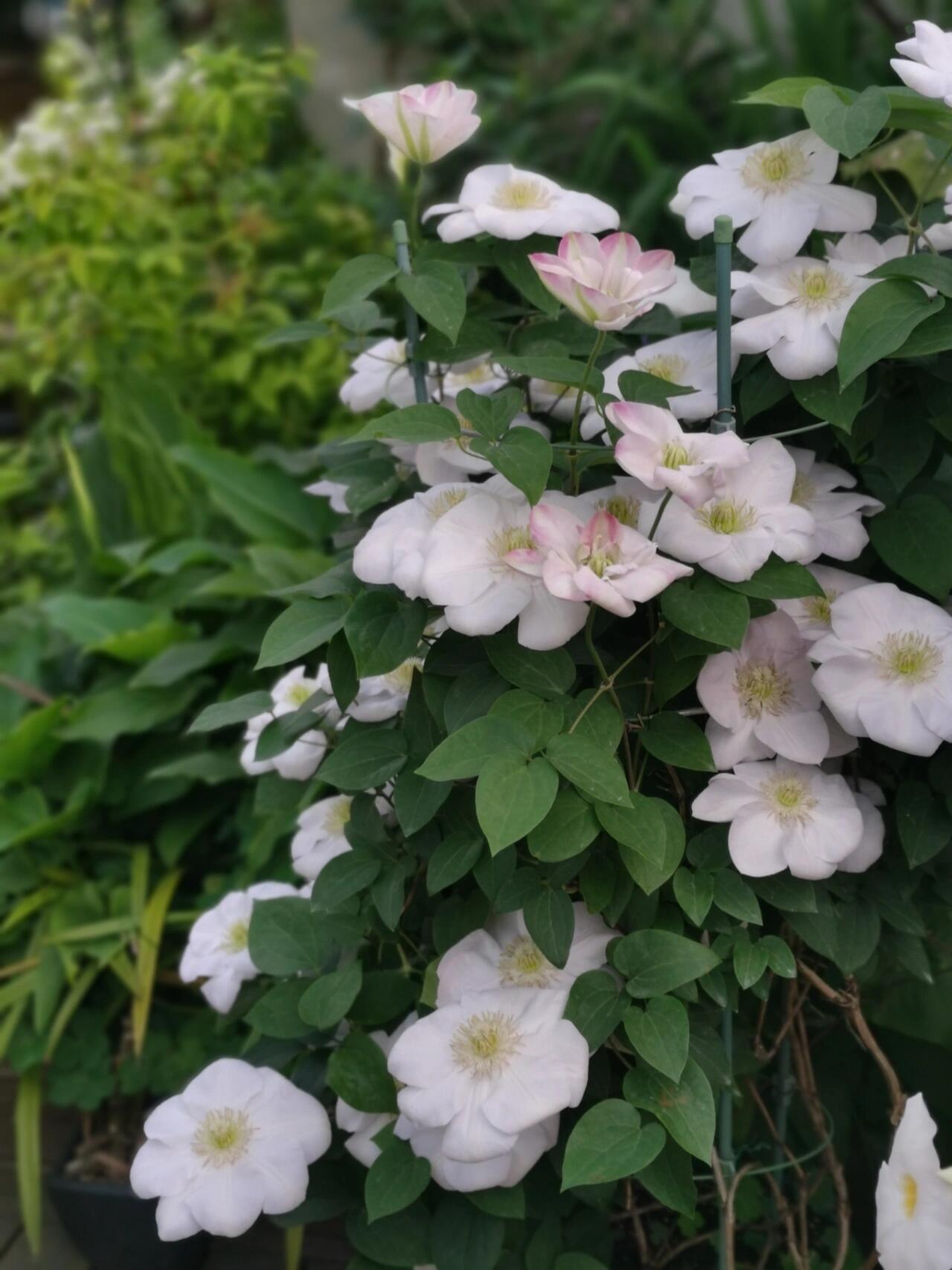 Clematis ‘’Innocent Blush |羞答答‘’