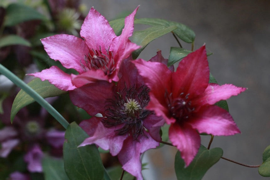 Dwarf Clematis ‘’Luiza|ルイーザ|路易莎‘’