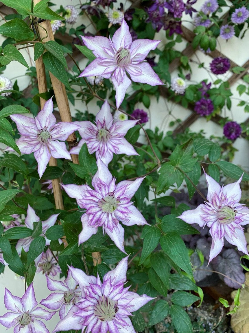 Clematis ‘’Lady Kyoko | レディ・キョウコ| 恭子小姐 ‘’