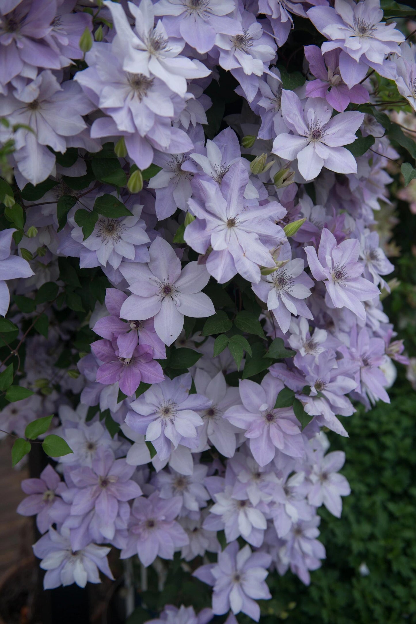 Clematis ‘’Reflections|倒影‘’