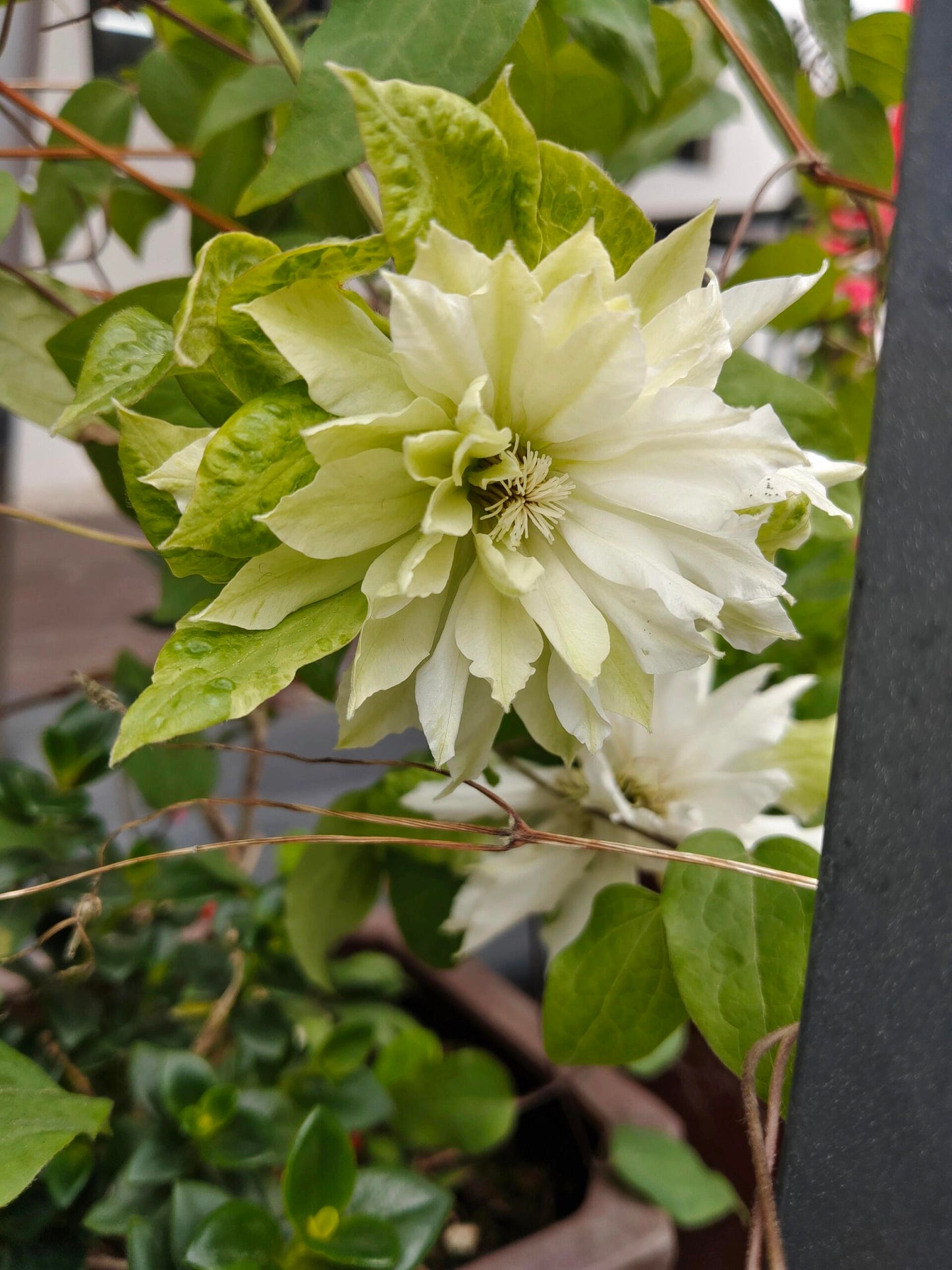 Clematis ‘’Shiko Yukiokoshi|ゆきおこし|雪妆‘’