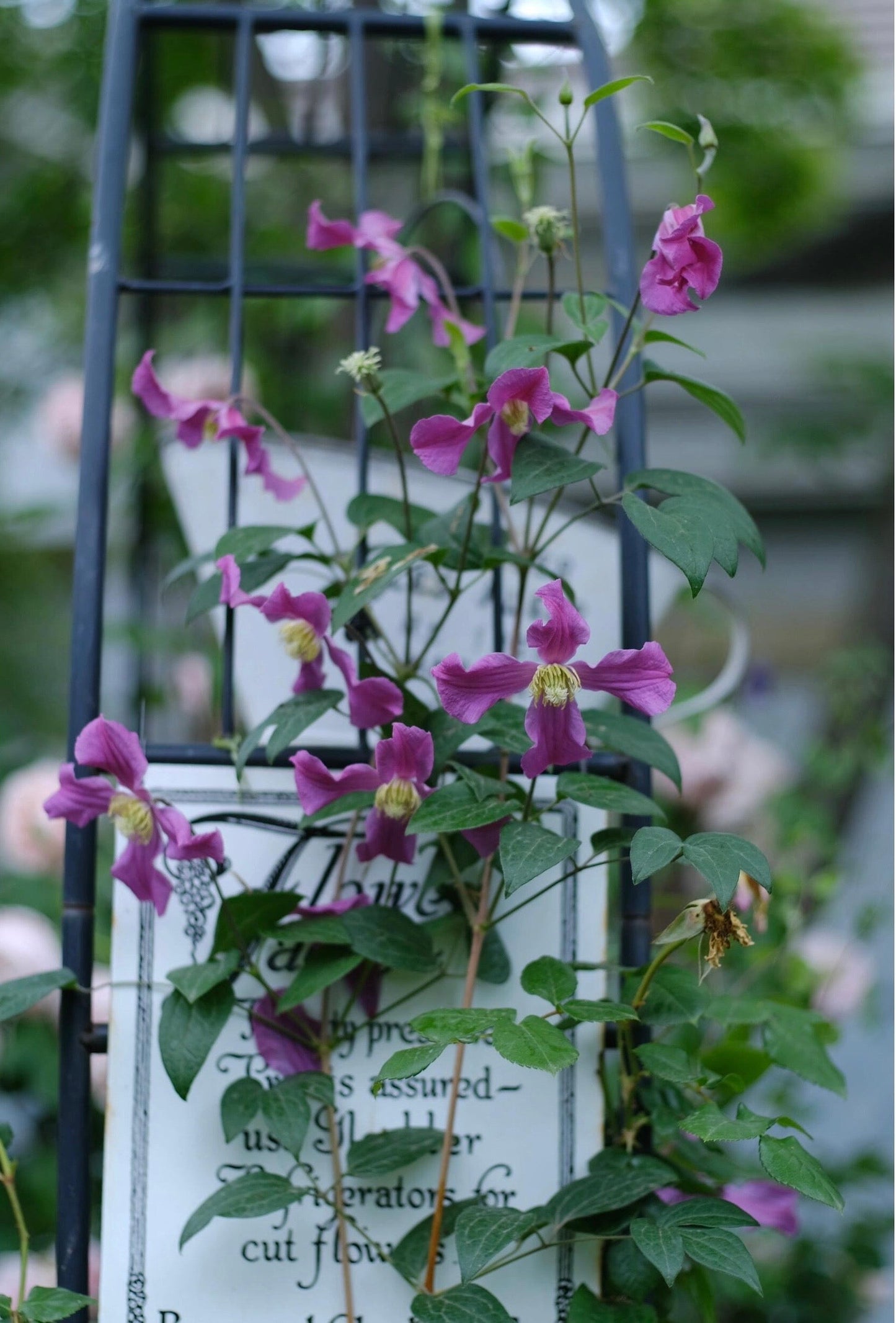 Clematis ‘’Inspiration|灵感‘’
