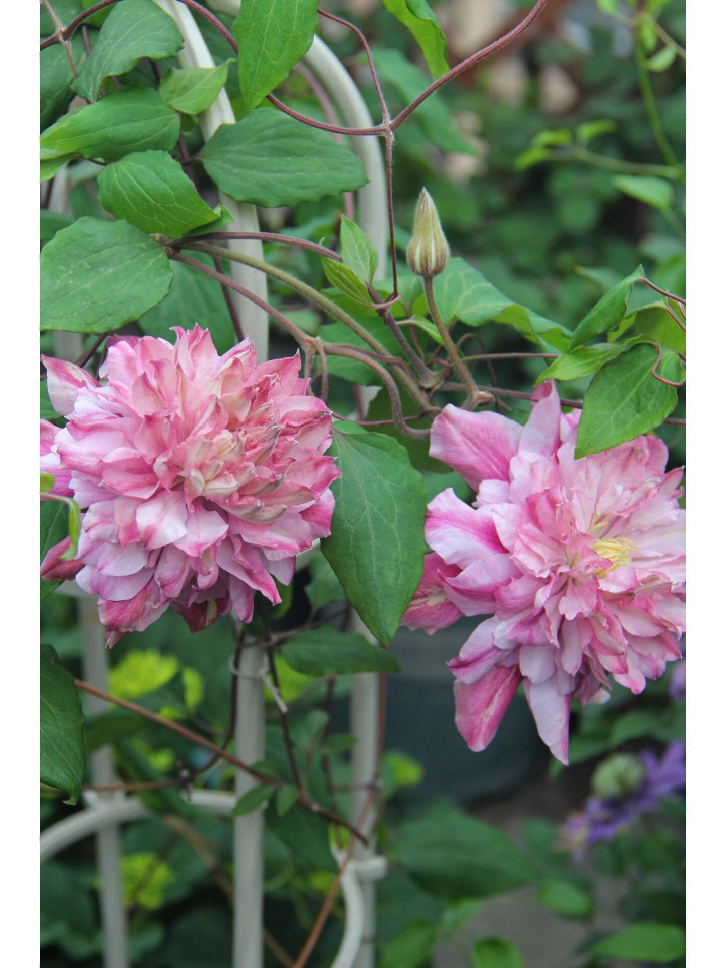 Clematis ‘’Patricia Ann Fretwel|帕特丽夏‘’