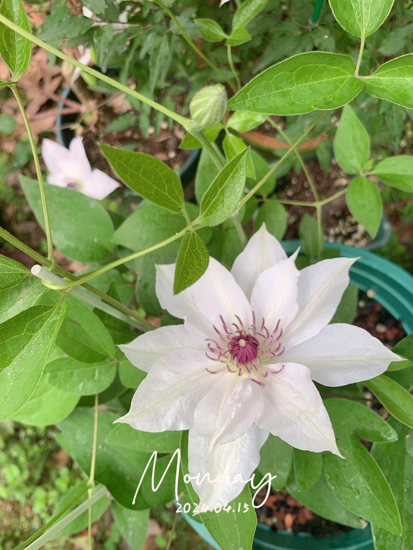 Clematis ''Haruyama|はるやま| 晴山/ 春天''