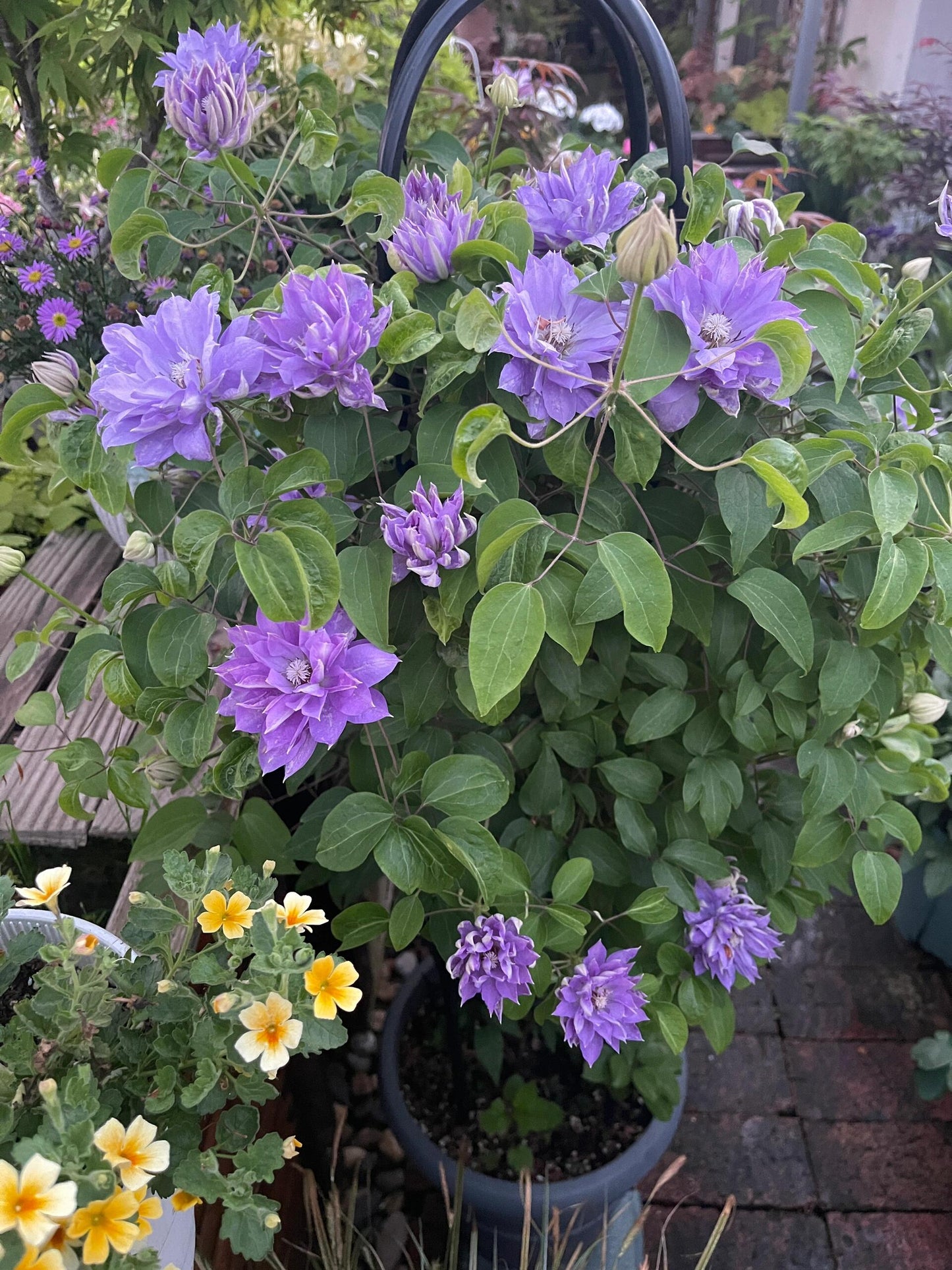 Clematis 'Teshio| てしお | 天盐'