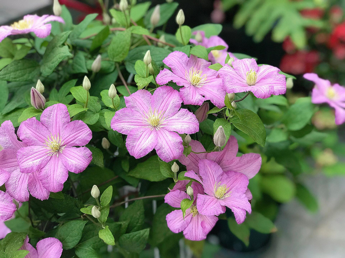 Clematis ‘’Comtesse de Bouchaud| 包查德 女侯爵‘’
