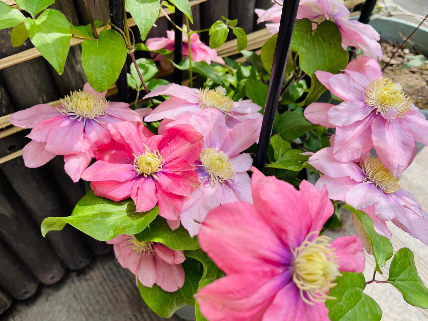Clematis ‘’Little Mermaid | 小美人鱼‘’