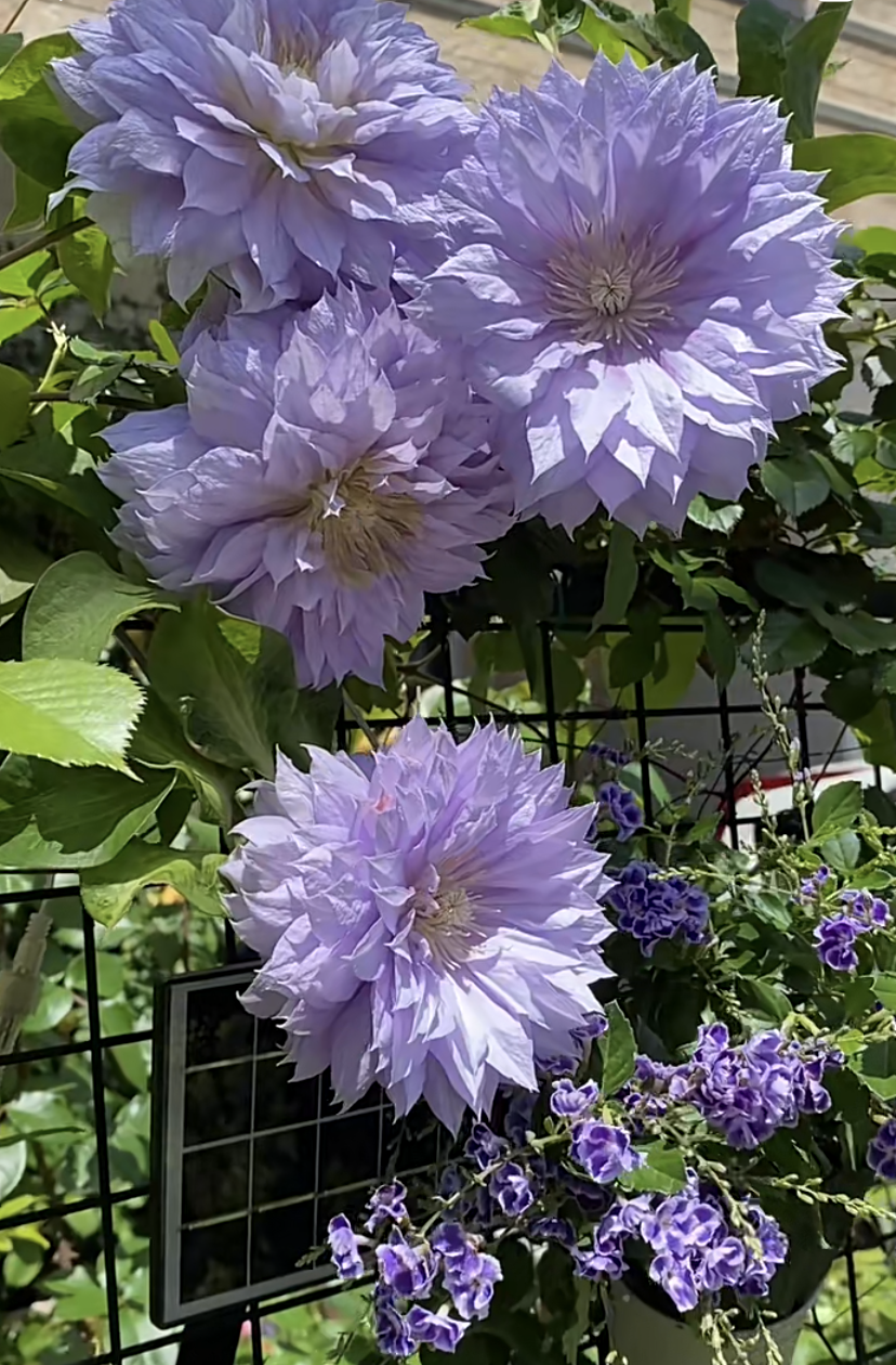 Clematis ‘’Belle of Woking|ベルオブウォーキング| 沃金美女‘’