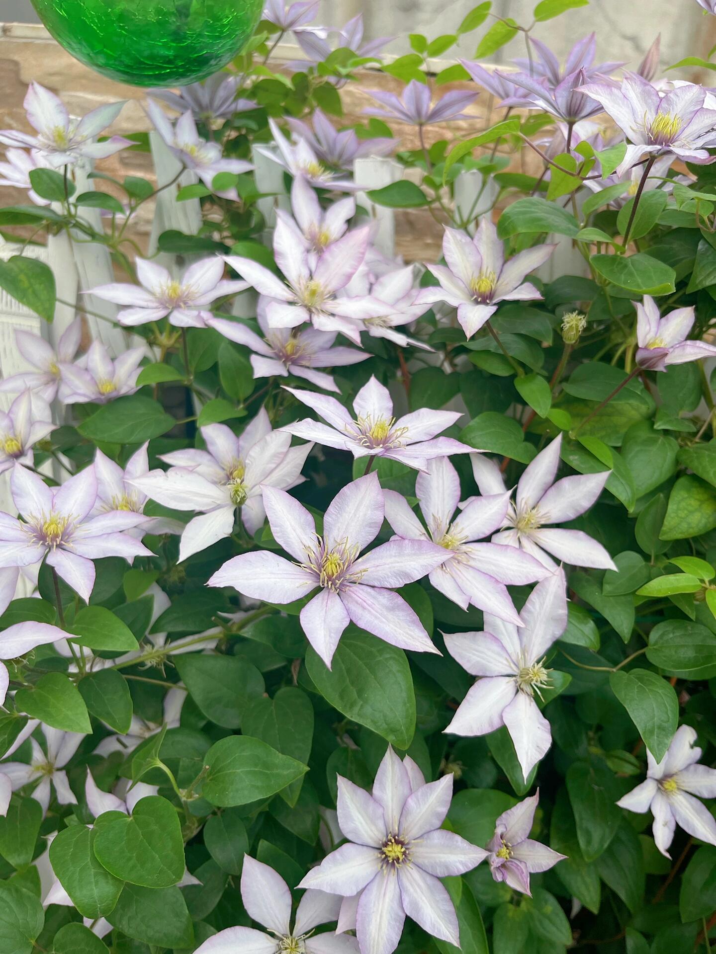 Clematis ‘’Samaritan Jo| 撒马利亚乔‘’