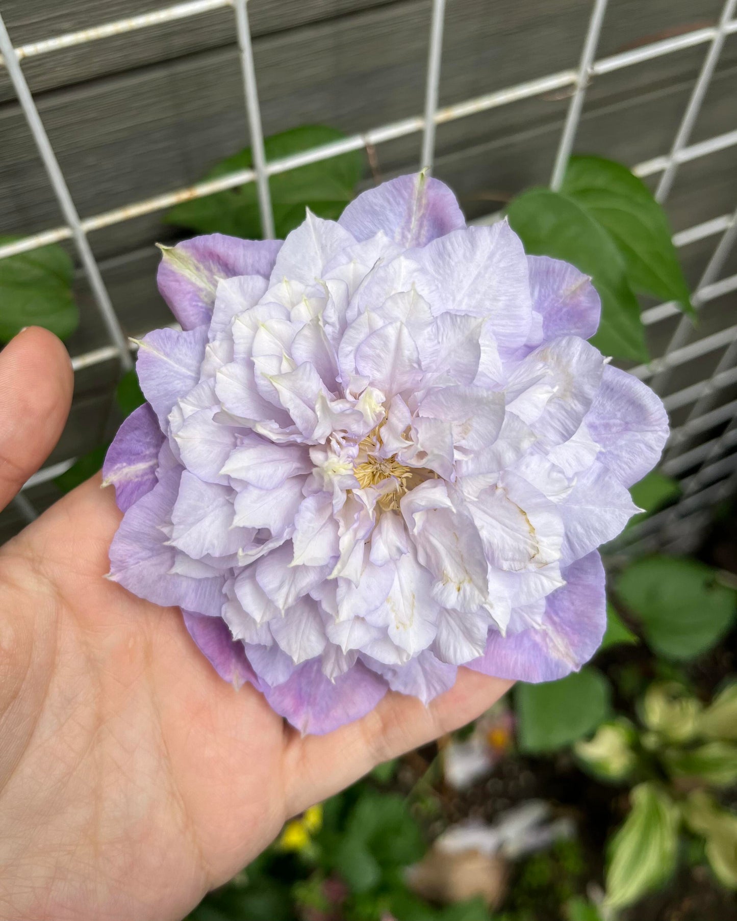Clematis ‘’Veronica's choice|维罗妮卡的选择‘’