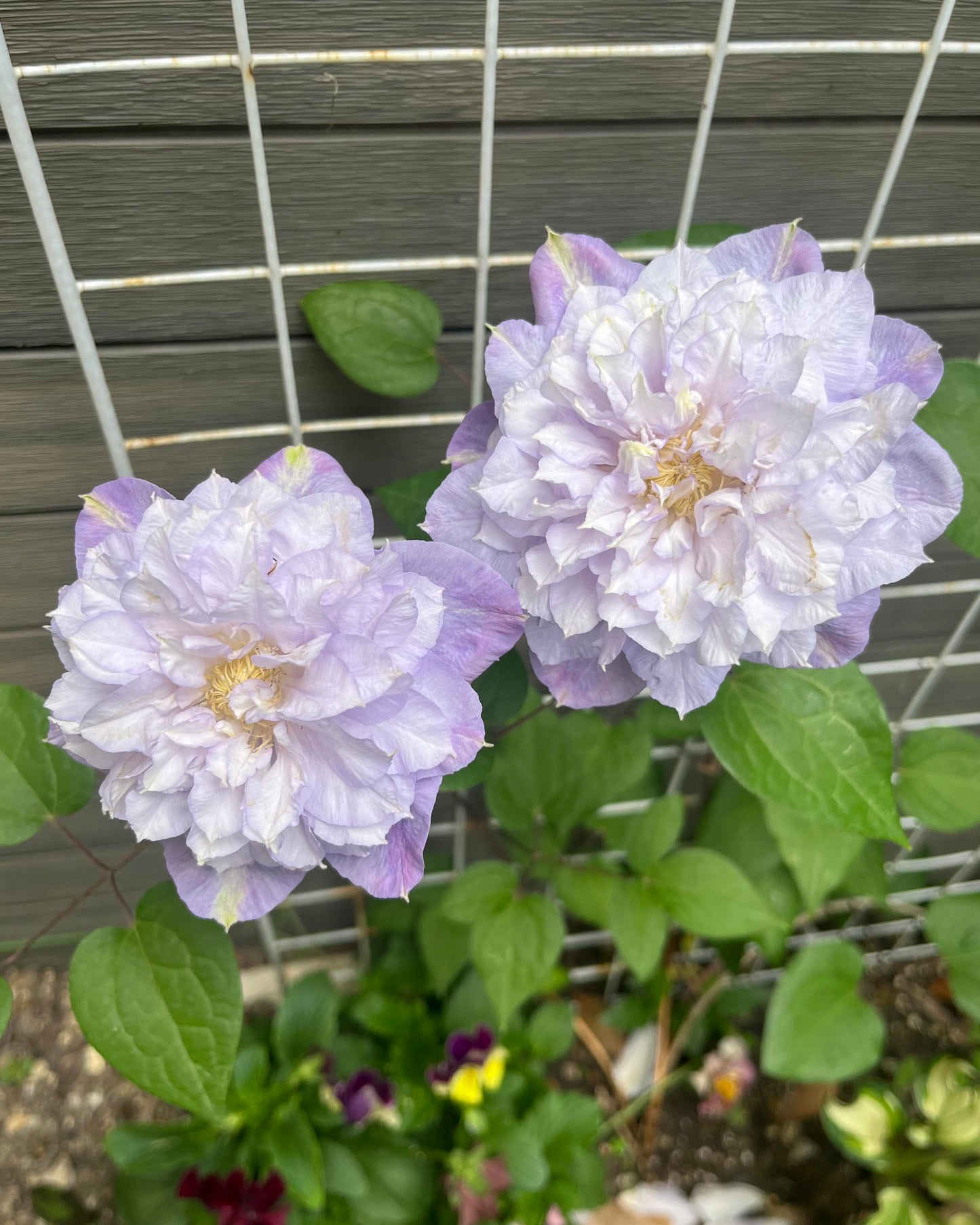 Clematis ‘’Veronica's choice|维罗妮卡的选择‘’