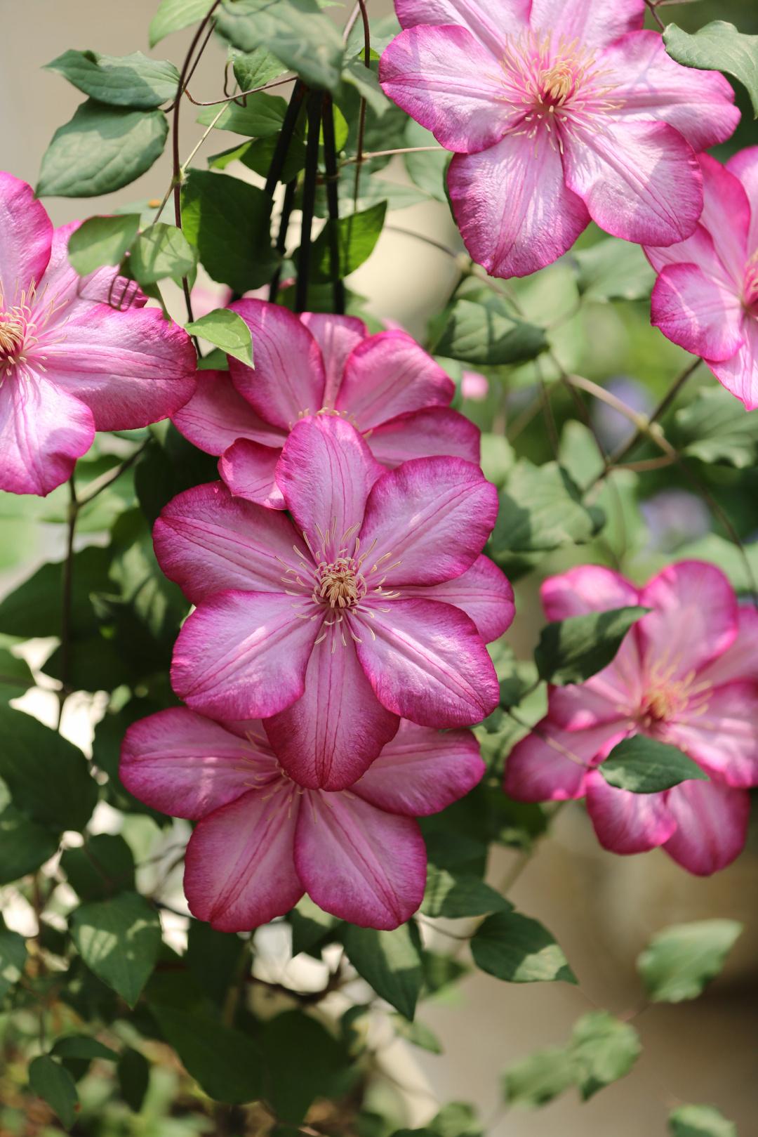 Clematis ‘’Paradiso| 天堂|帕拉迪索‘’