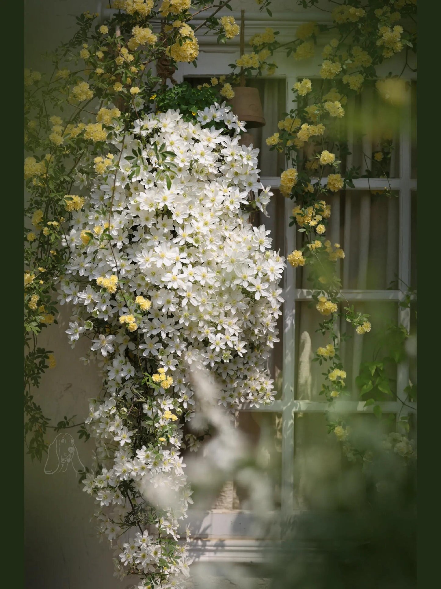 Clematis ‘’Avalanche|雪崩‘’