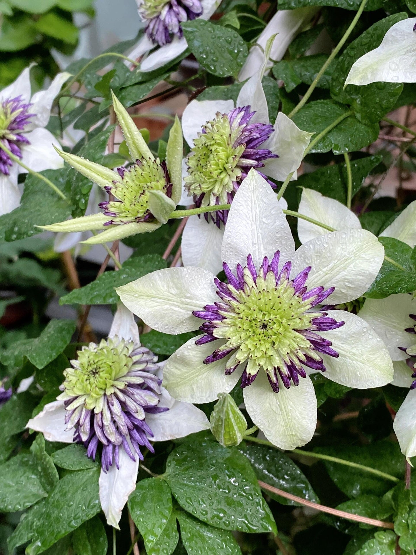 Clematis ‘’New Viennetta|千层雪| 新幻紫‘’