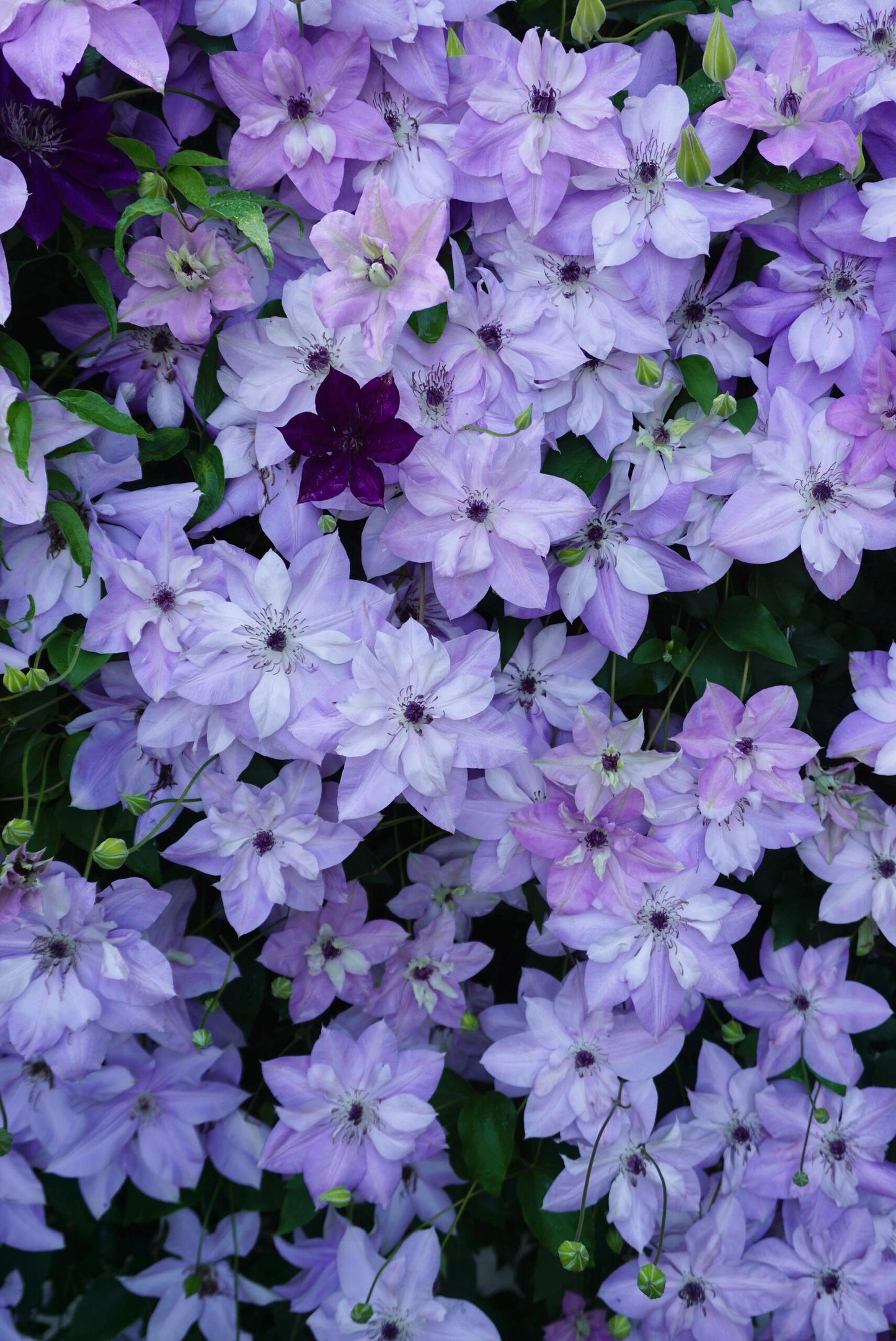 Clematis ‘’Reflections|倒影‘’