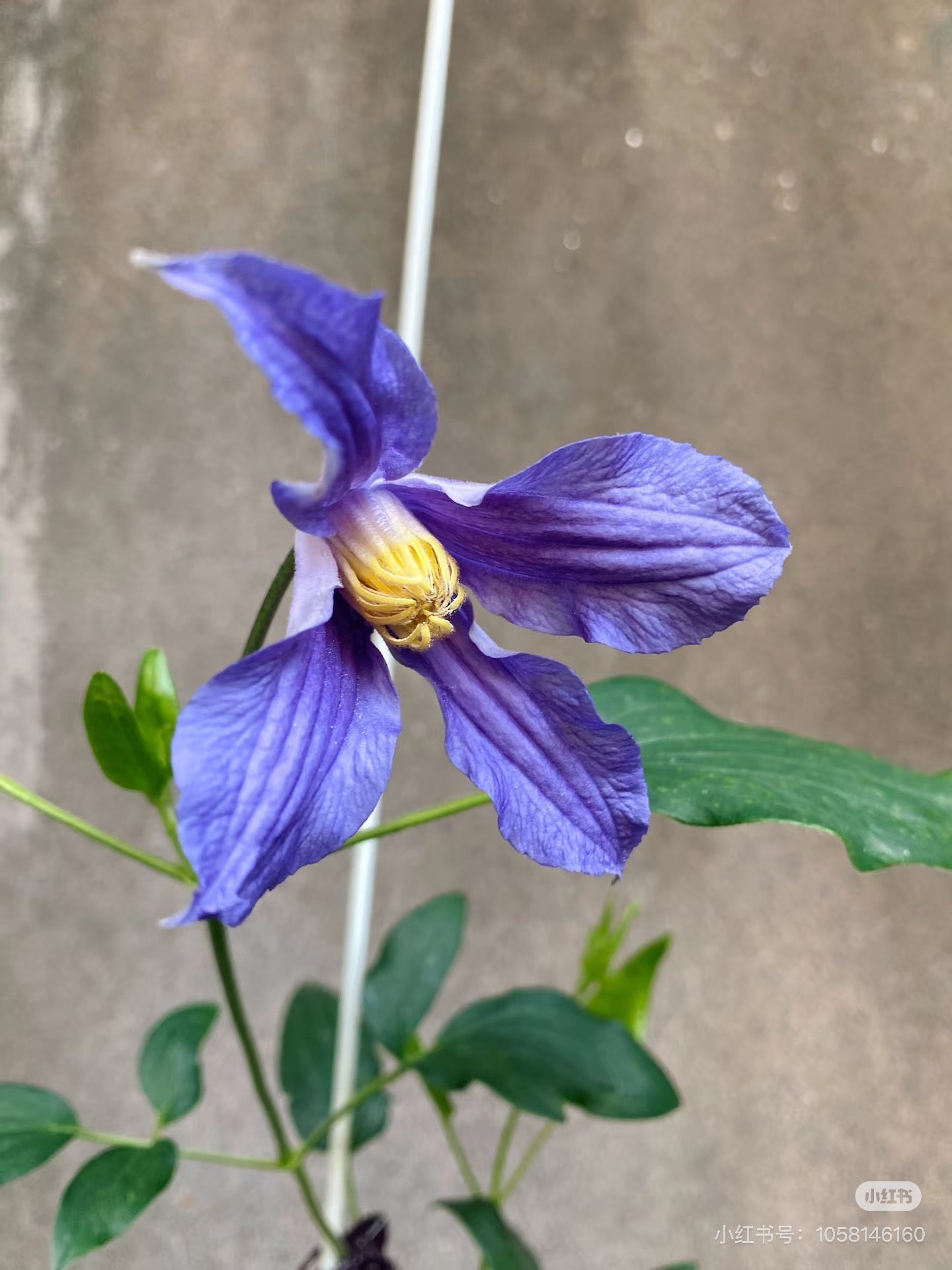 Clematis ‘’Milky Way|银河系‘’