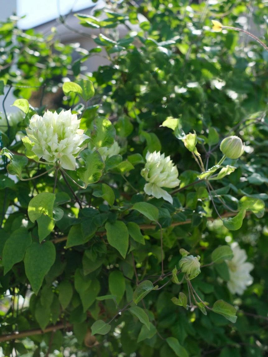 Clematis ‘’Shiko Yukiokoshi|ゆきおこし|雪妆‘’