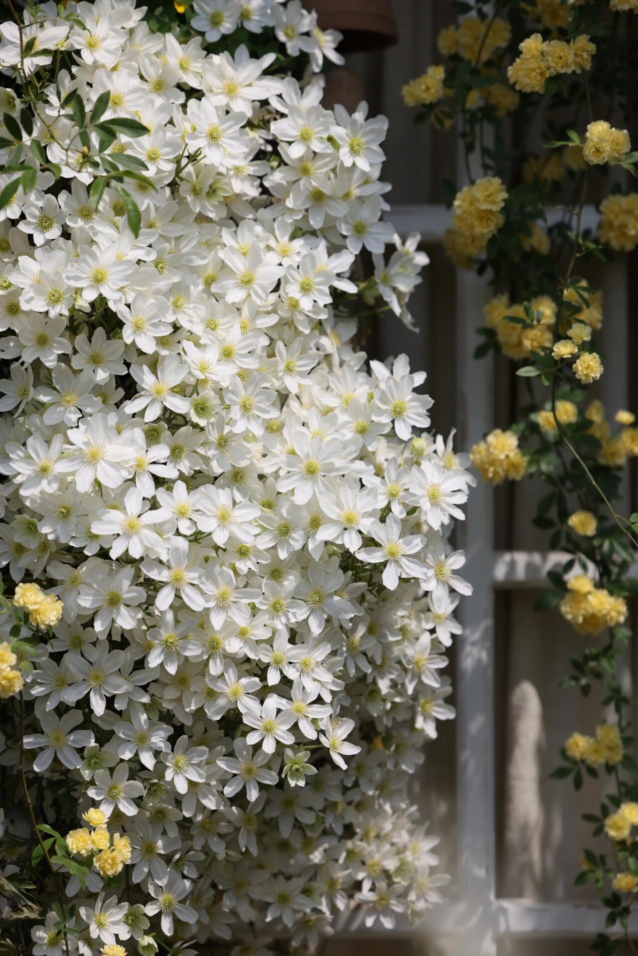 Clematis ‘’Avalanche|雪崩‘’