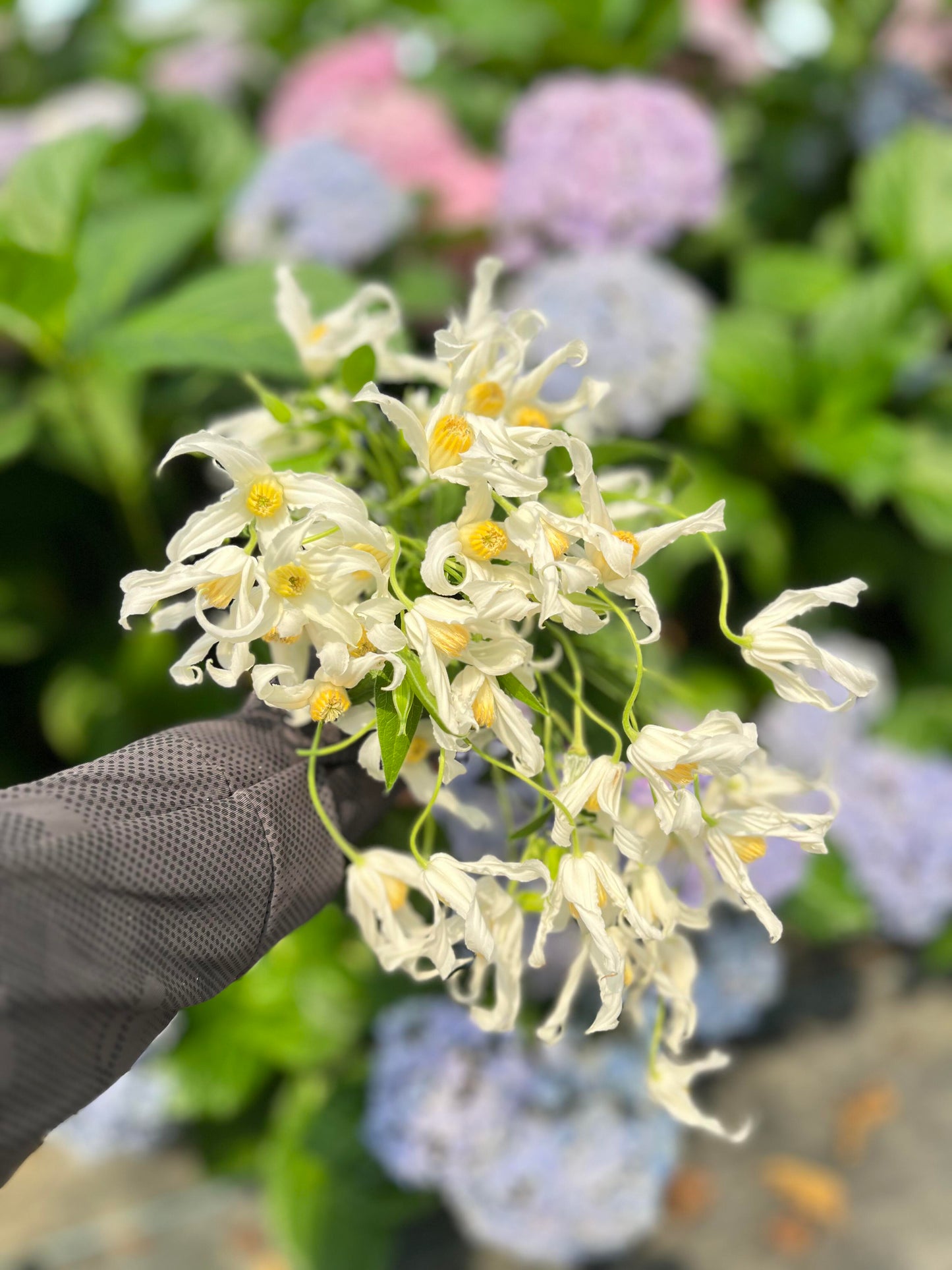 Jasmine Clematis ''Hakuree | ハクレイ| 白麗| 哈库里''