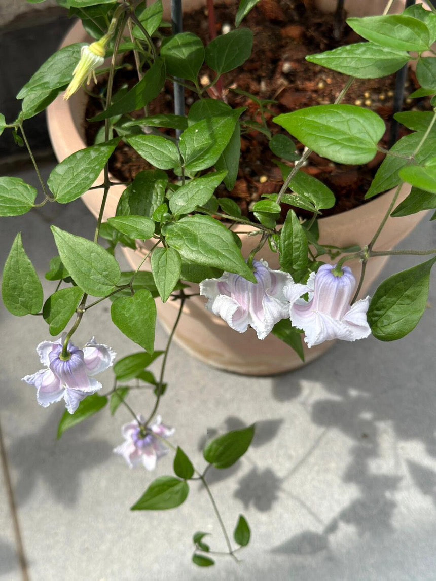 Blue Octopus Clematis ‘’クリスパ・エンジェル| Crispa Angel| 克里斯帕天使| タコクレマチス‘’