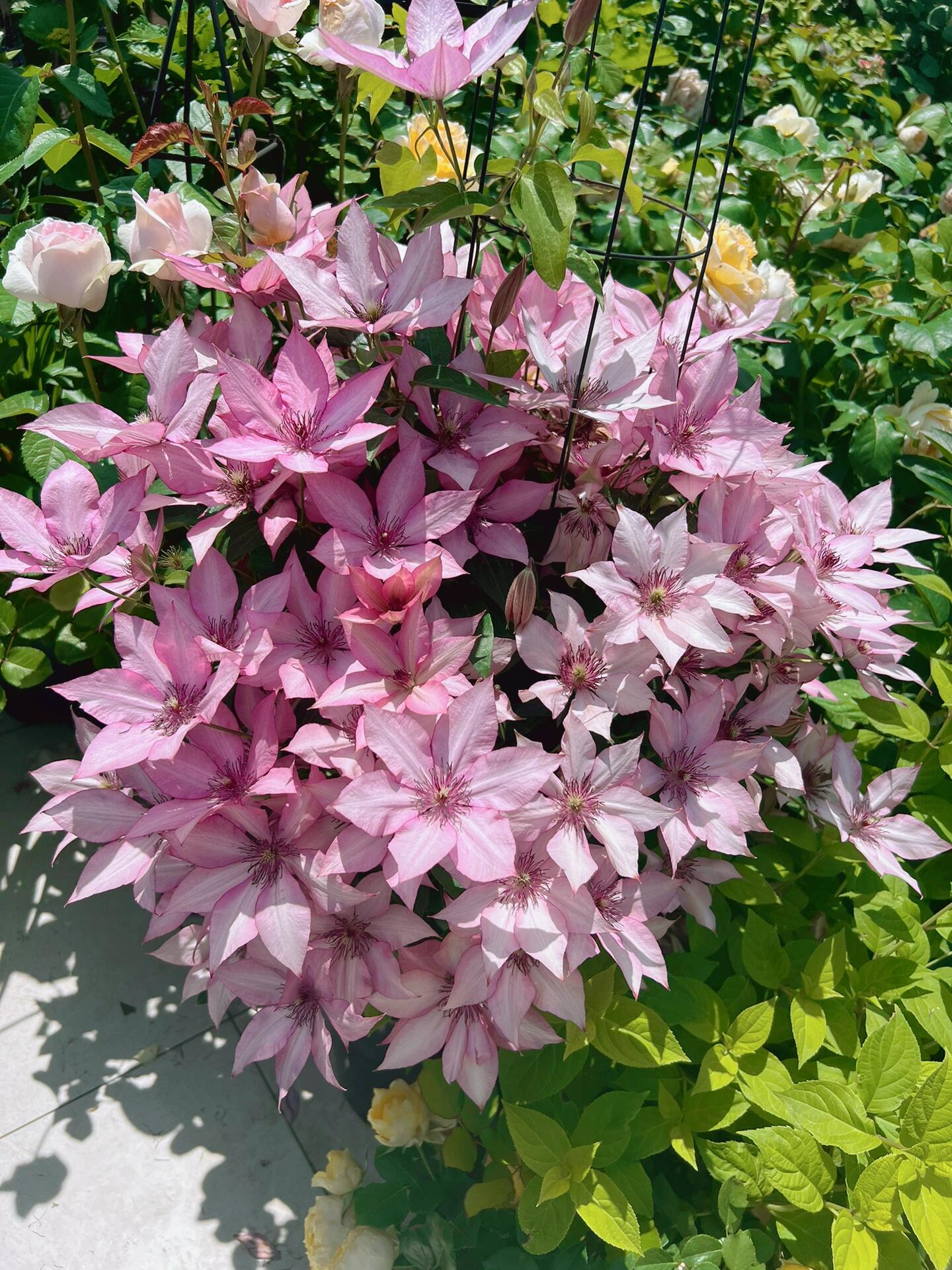 Clematis ''Giselle |吉赛尔''