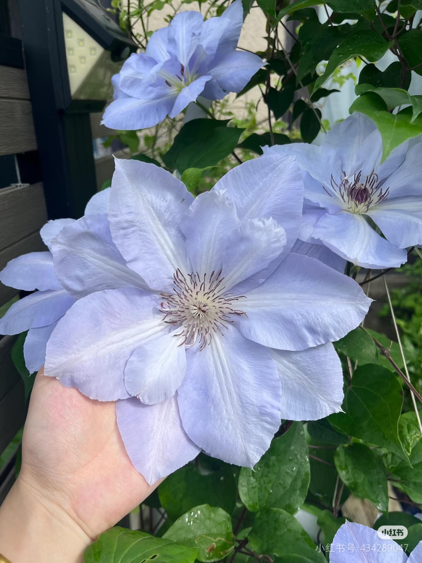 Clematis ‘’Blue Cotillion|蓝色龙沙舞‘’