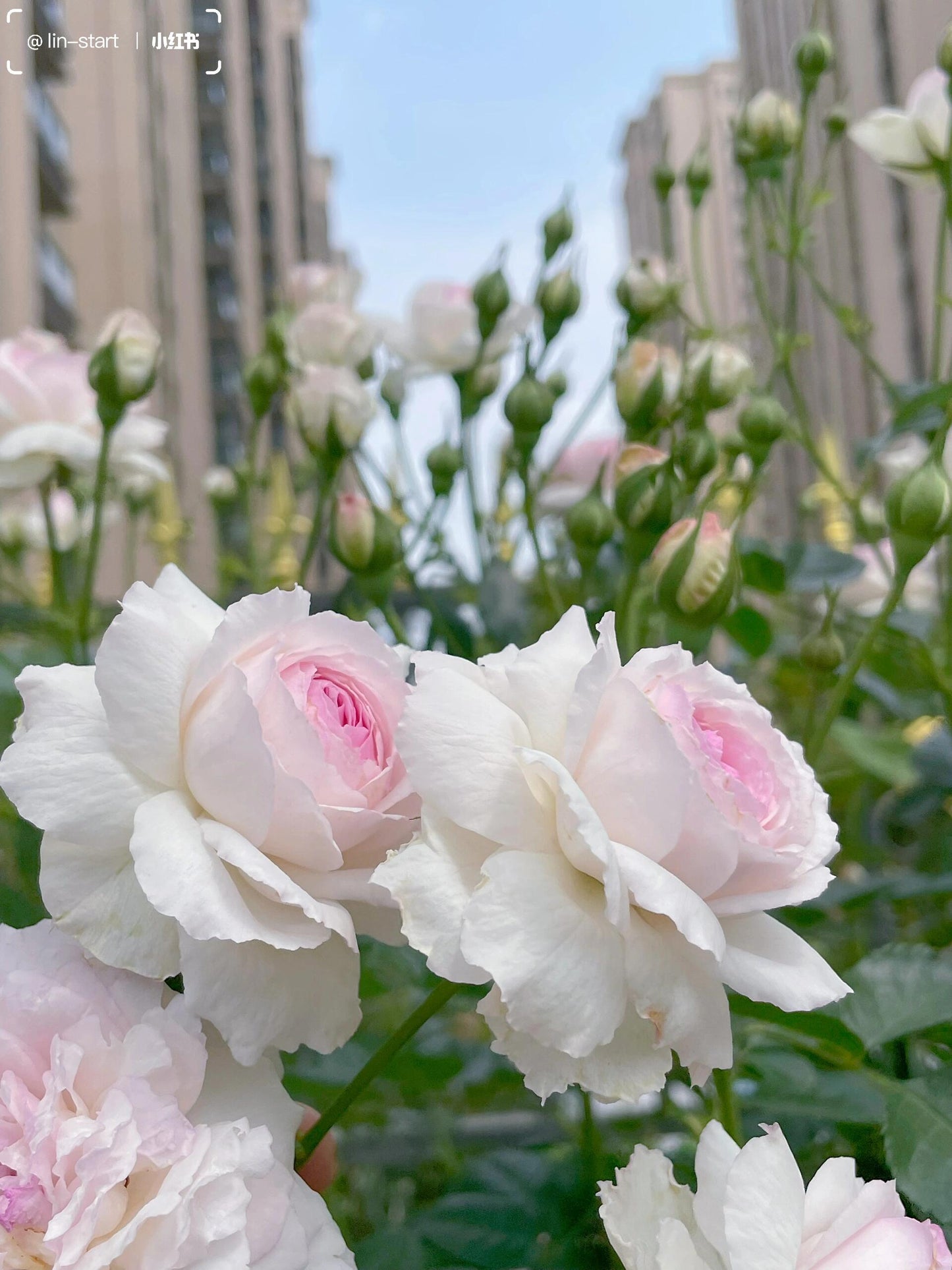 Rose【Vesalius】-1.5 Gal OwnRoot LivePlant|Prolific Bloomer|Abundant Blooms|Strong Fragrance|萨维里|Bun-shaped Petals|Tall Growth|Upright Habit