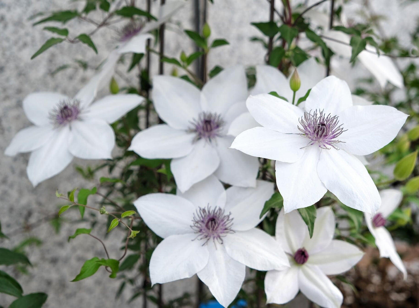 Rare Clematis ‘’Guizi|摫子‘’